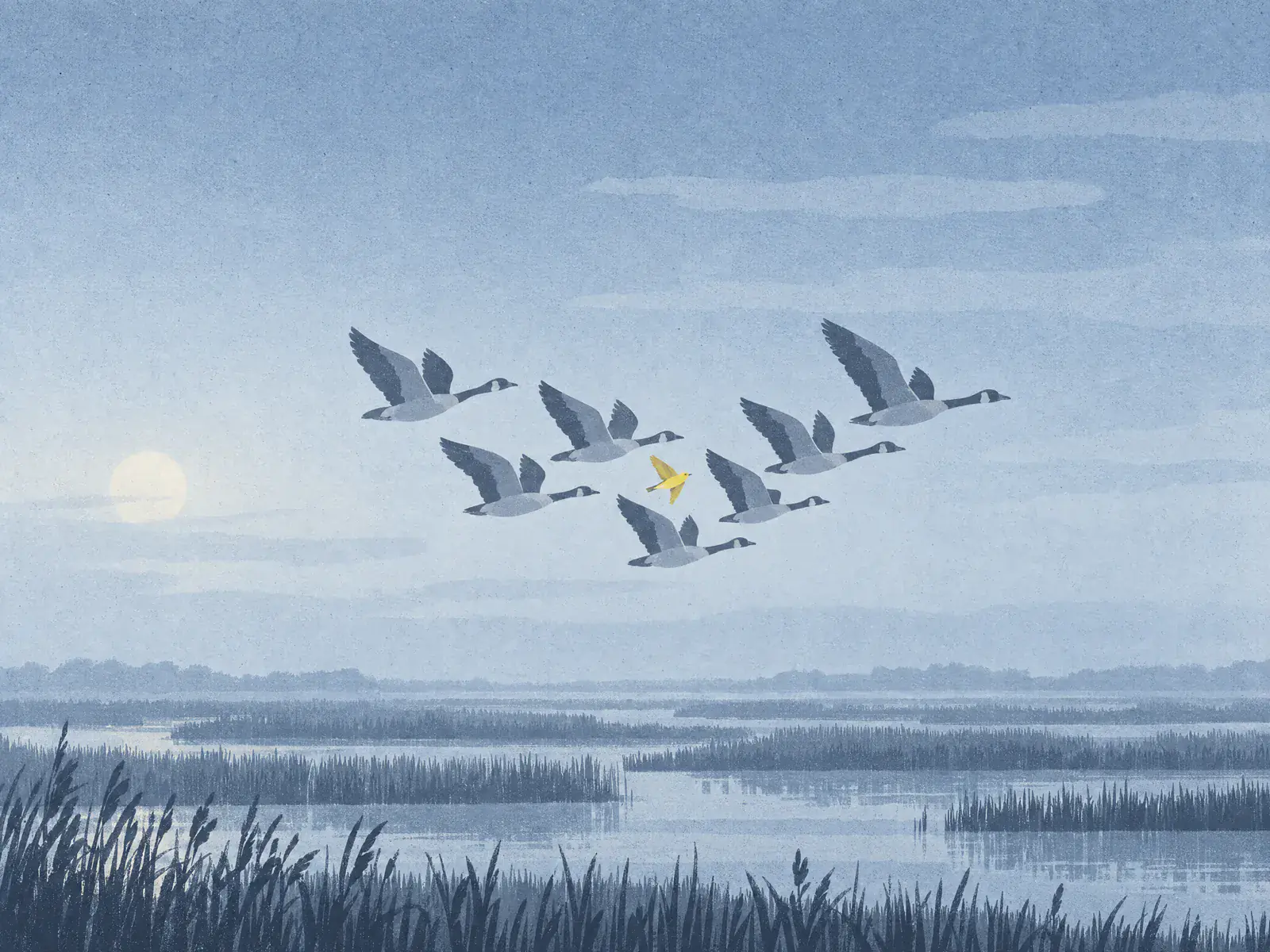 A formation of grey geese flies over a misty marsh at dawn, with one small yellow songbird flying in step among them.